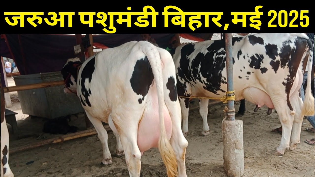 गर्मी में जरुआ पशु मंडी बिहार में गायों की कीमत देखें/pashu mandi jarua bihar 2025/dairy farming ||