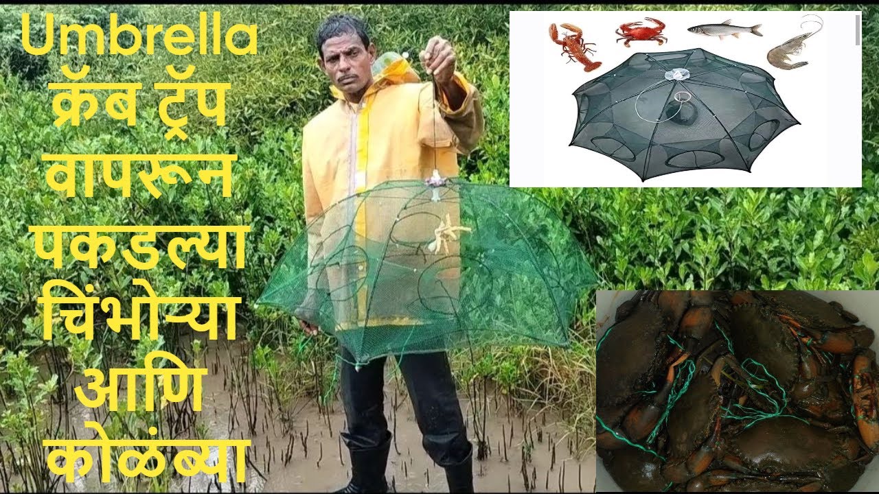 Umbrella crab Trap वापरून पकडल्या चिंभोऱ्या आणि कोळंब्या | Real Crab Catching in sea | Green Crab |
