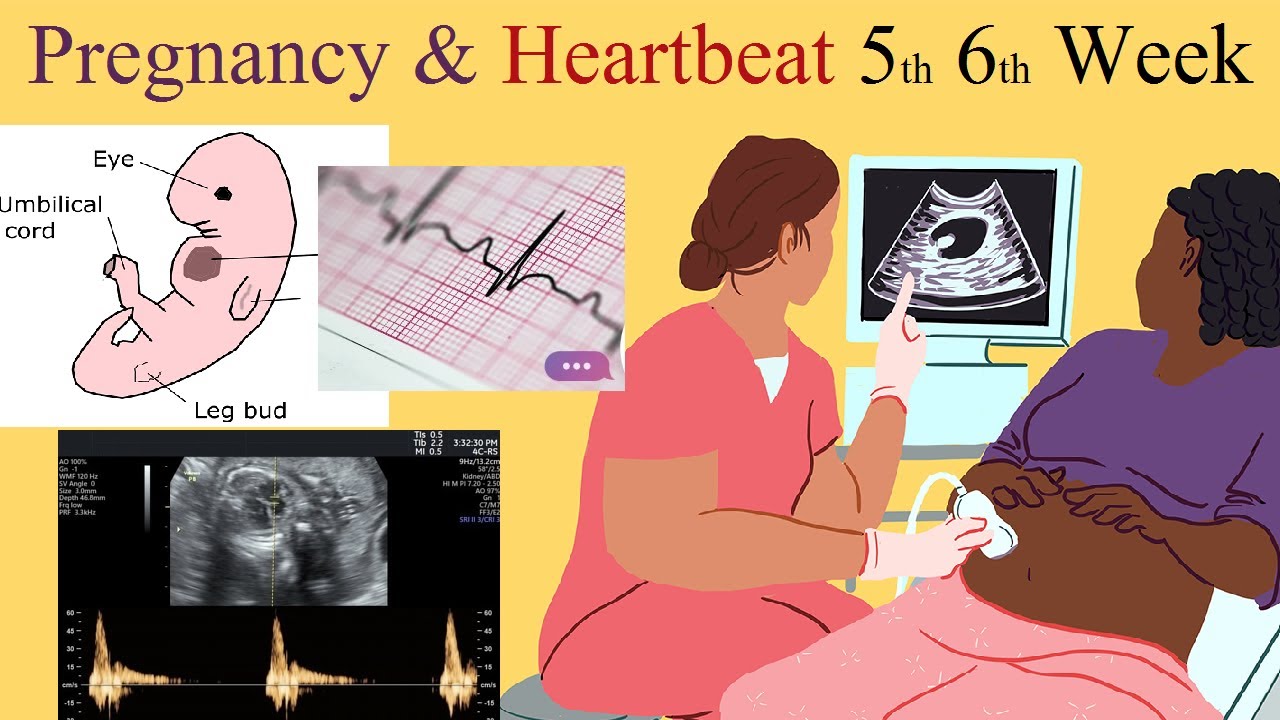 गर्भावस्था का छठा हफ्ता और बच्चे की दिल की धड़कन | 5th and 6th Week Pregnancy