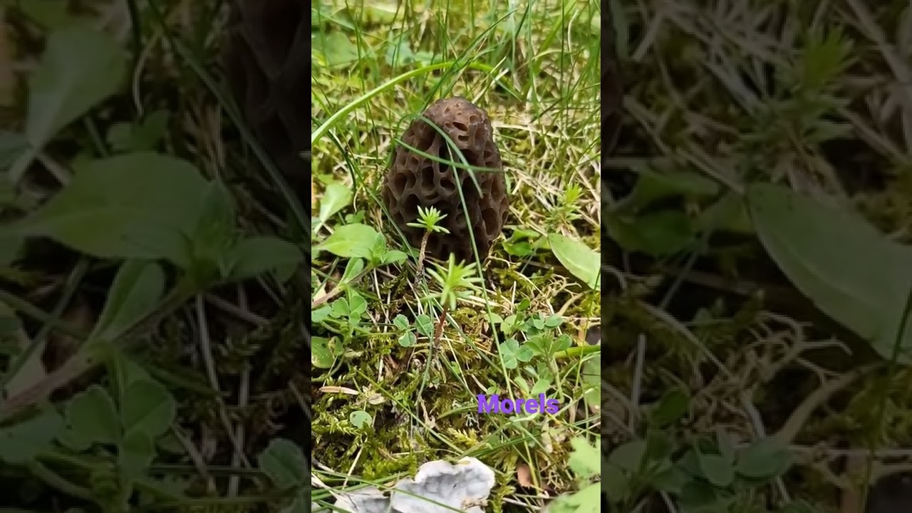 morel foraging 
