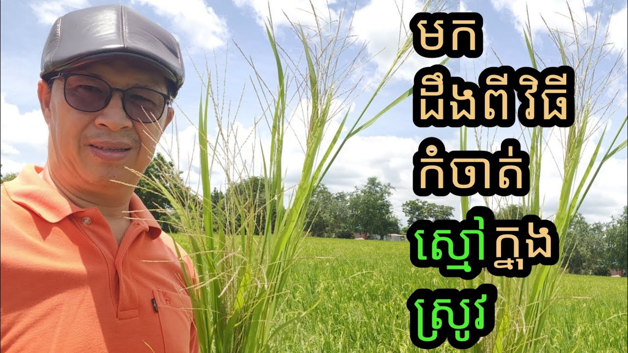 តើត្រូវកម្ចាត់ស្មៅដោយវិធីយ៉ាងដូចម្តេច នៅក្នុងស្រូវ?
