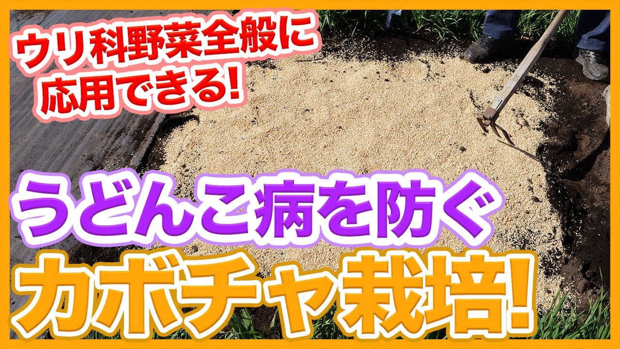 家庭菜園や農園のカボチャ栽培でうどん粉病を防ぐ方法！ウリ科野菜全般にも応用できます！【農家直伝】/Tips for preventing disease in pumpkin cultivation.