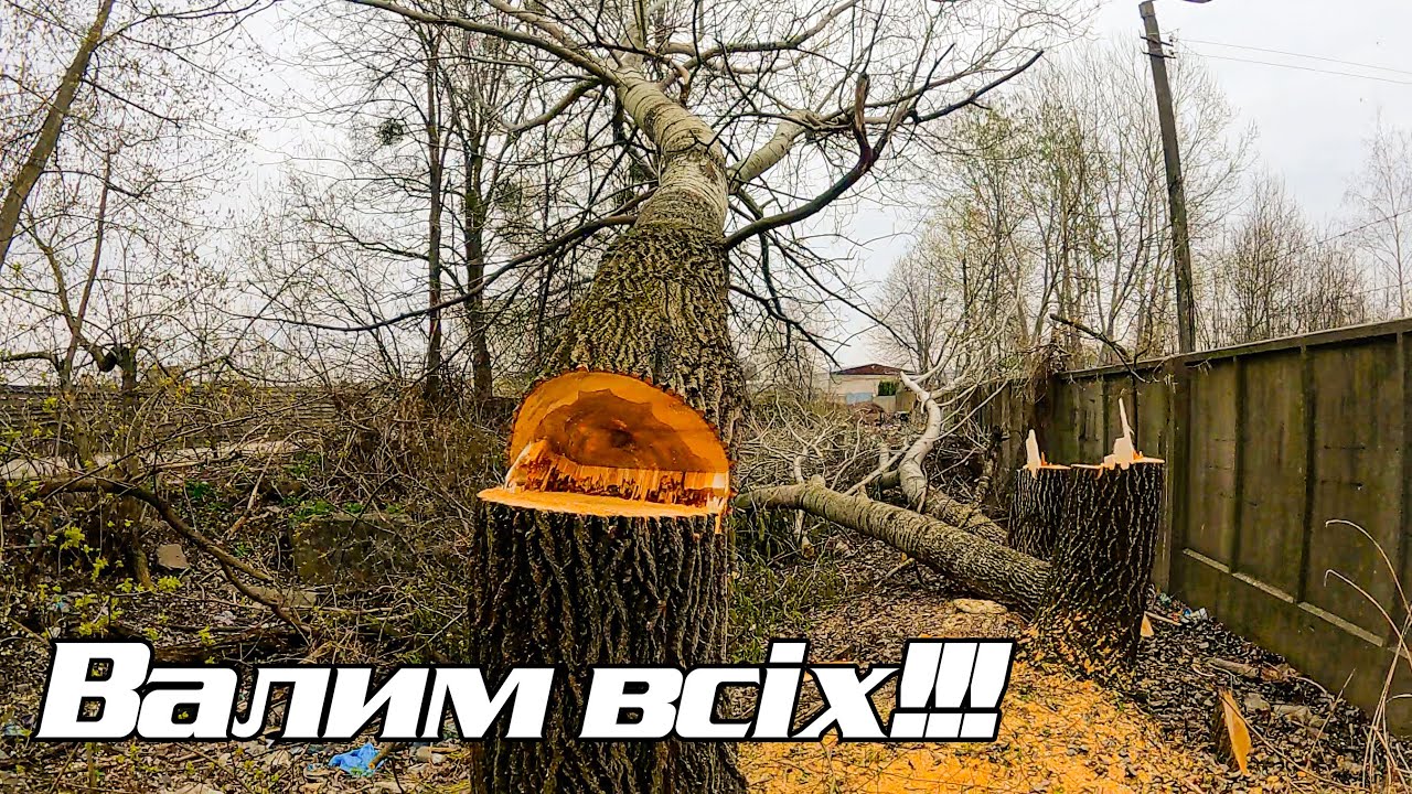 10 дерев з пня за пів дня
