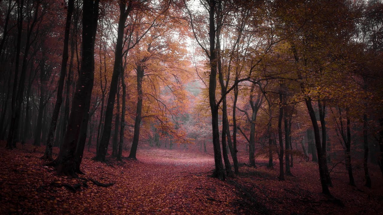Spooky Autumn Music &ndash; Haunted Autumn Forest | Dark, Mystery