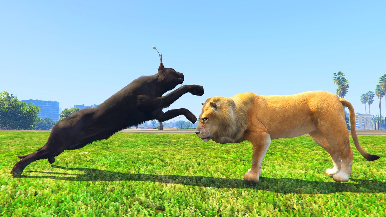 Playing as a Lion in GTA V, Battling Hyenas, Tigers & Simba, Ending in a Deadly Twist!