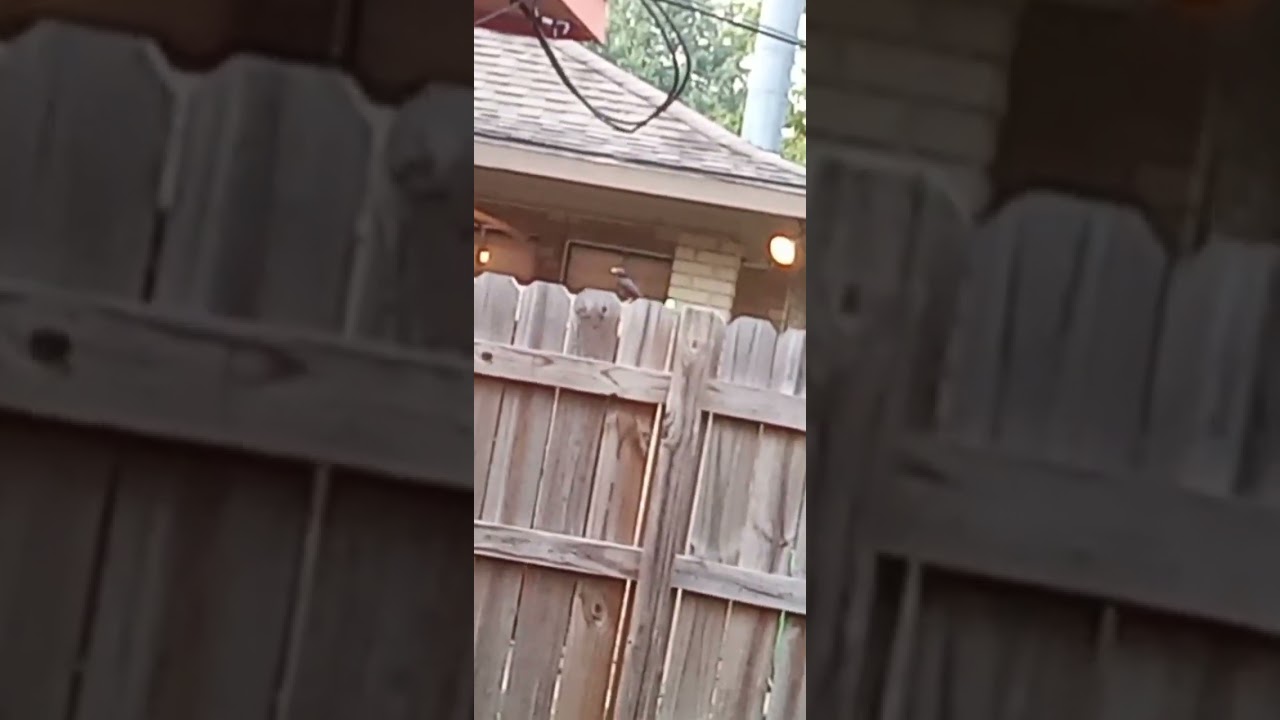 Pointing laser pointer at bird