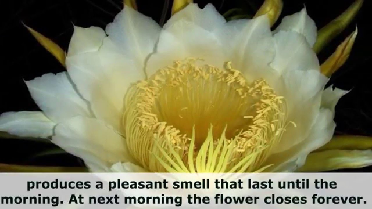 Top 10 Most Beautiful Night Blooming Flowers
