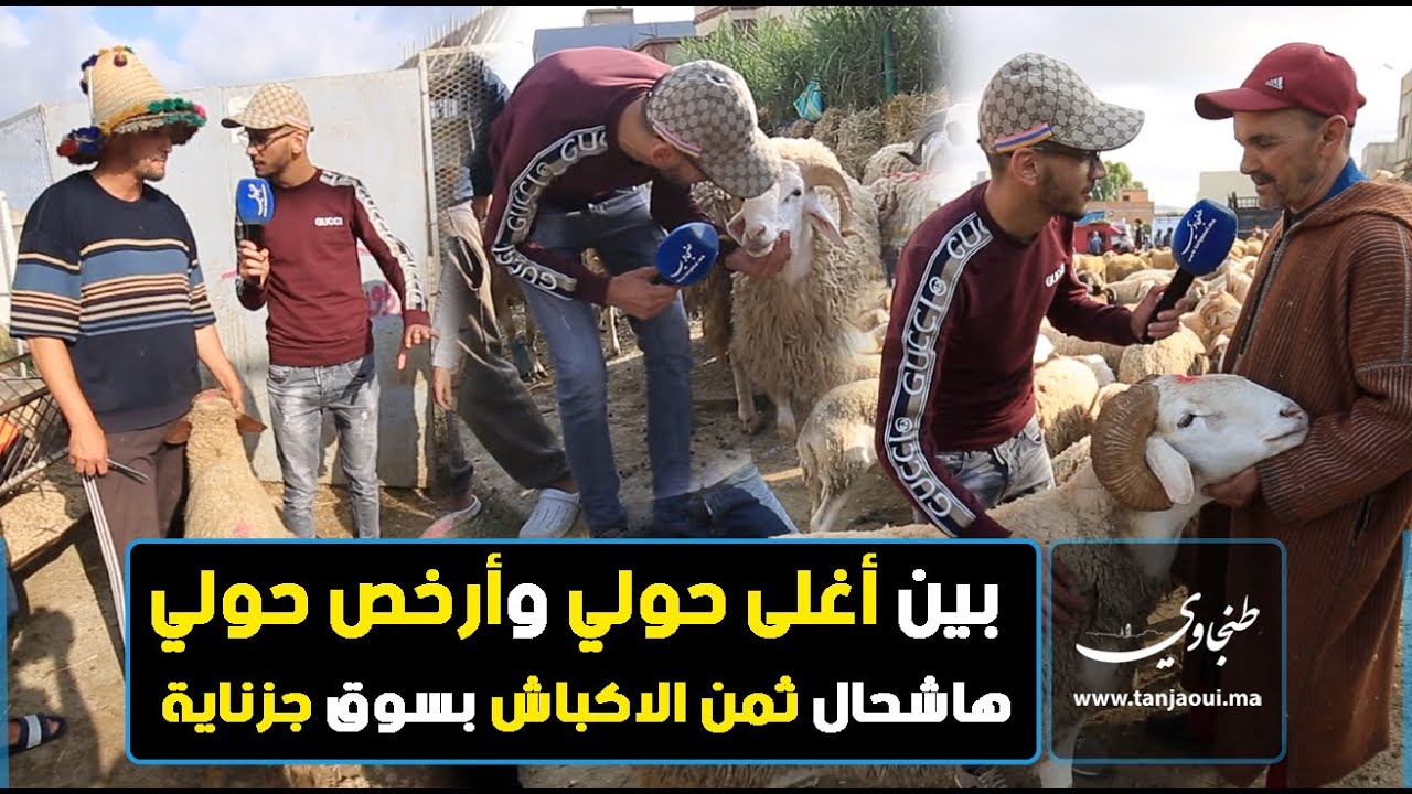 بين أغلى حولي وأرخص حولي.. هاشحال وصل ثمن الاكباش بسوق جزناية