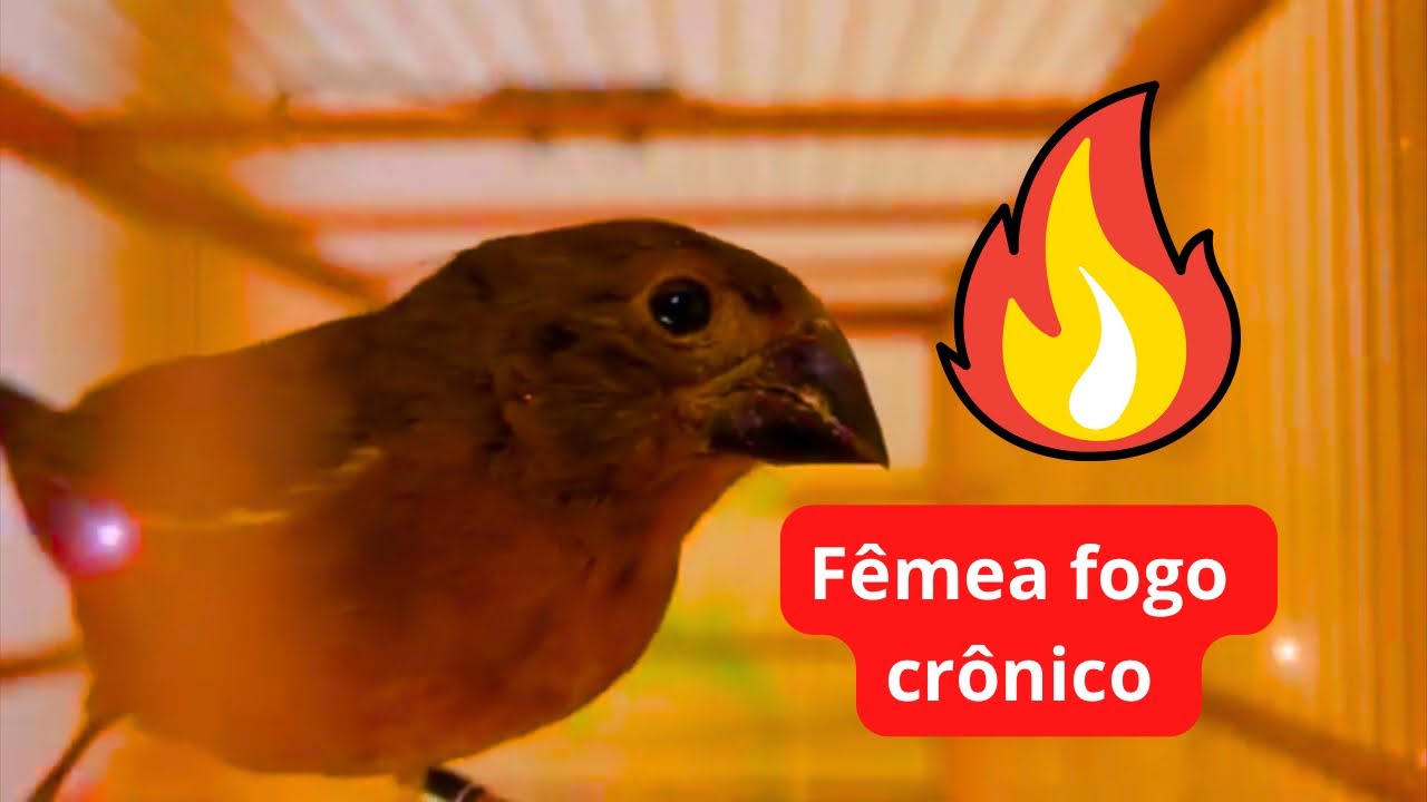 APROXIME SEU CURIO DA TELA PARA ELE FICAR LOUCO 🔥 piado de curio femea levanta defunto em 8 min🔥😍