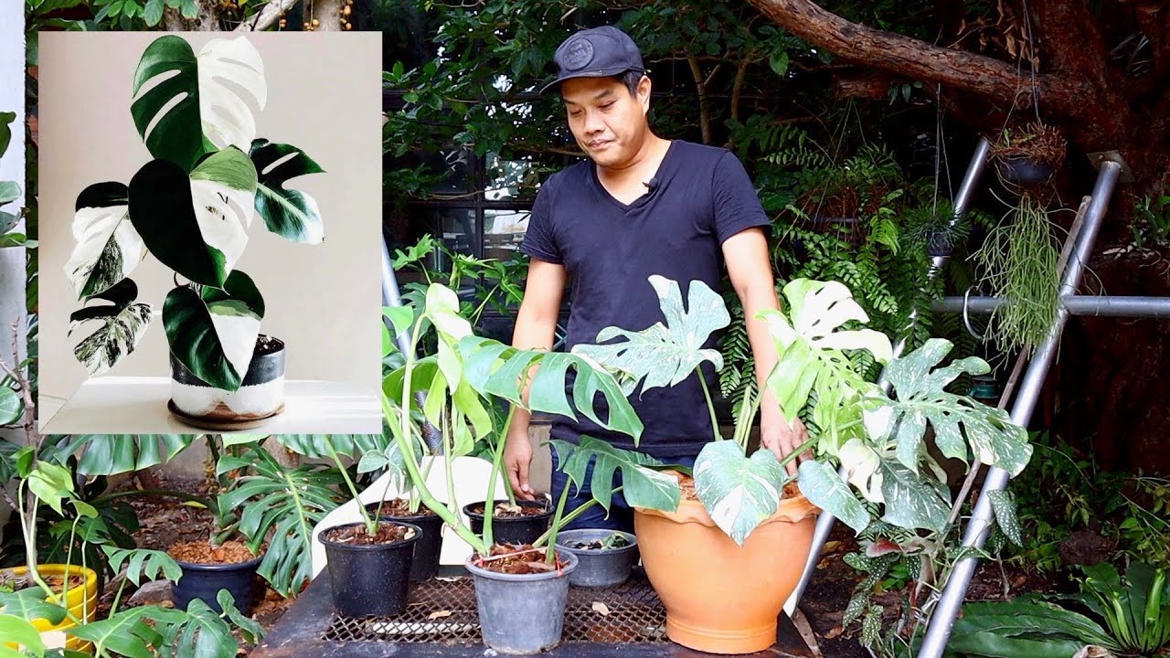 แนะนำมอนสเตร่า MonsteraAlbo - สวนข้างบ้านฉัน ep36