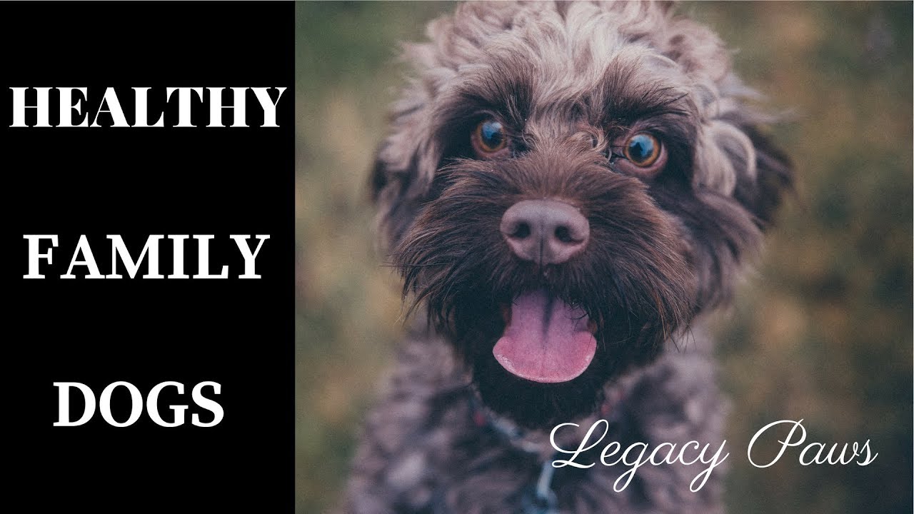 Legacy Paws (Healthy Family Dogs)