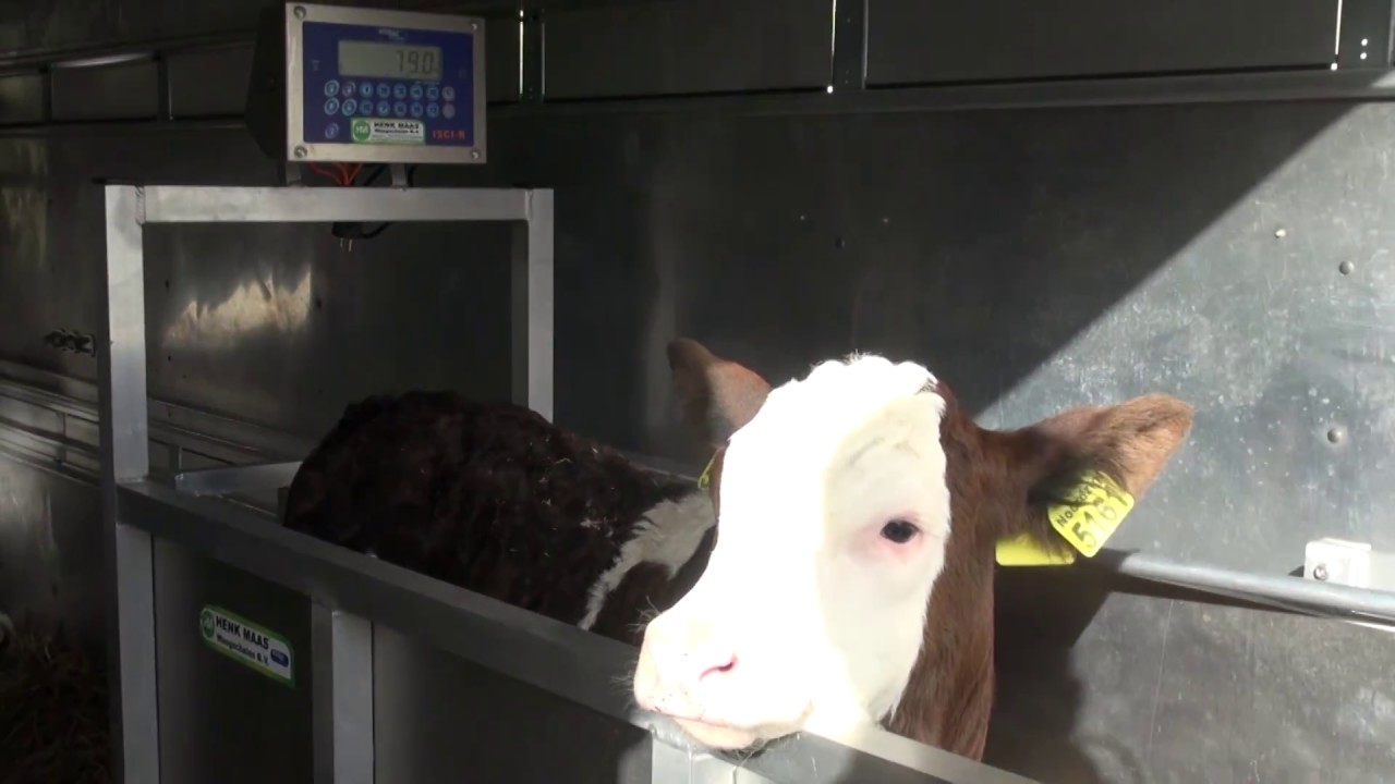 Nuka's wegen en classificeren op het melkveebedrijf