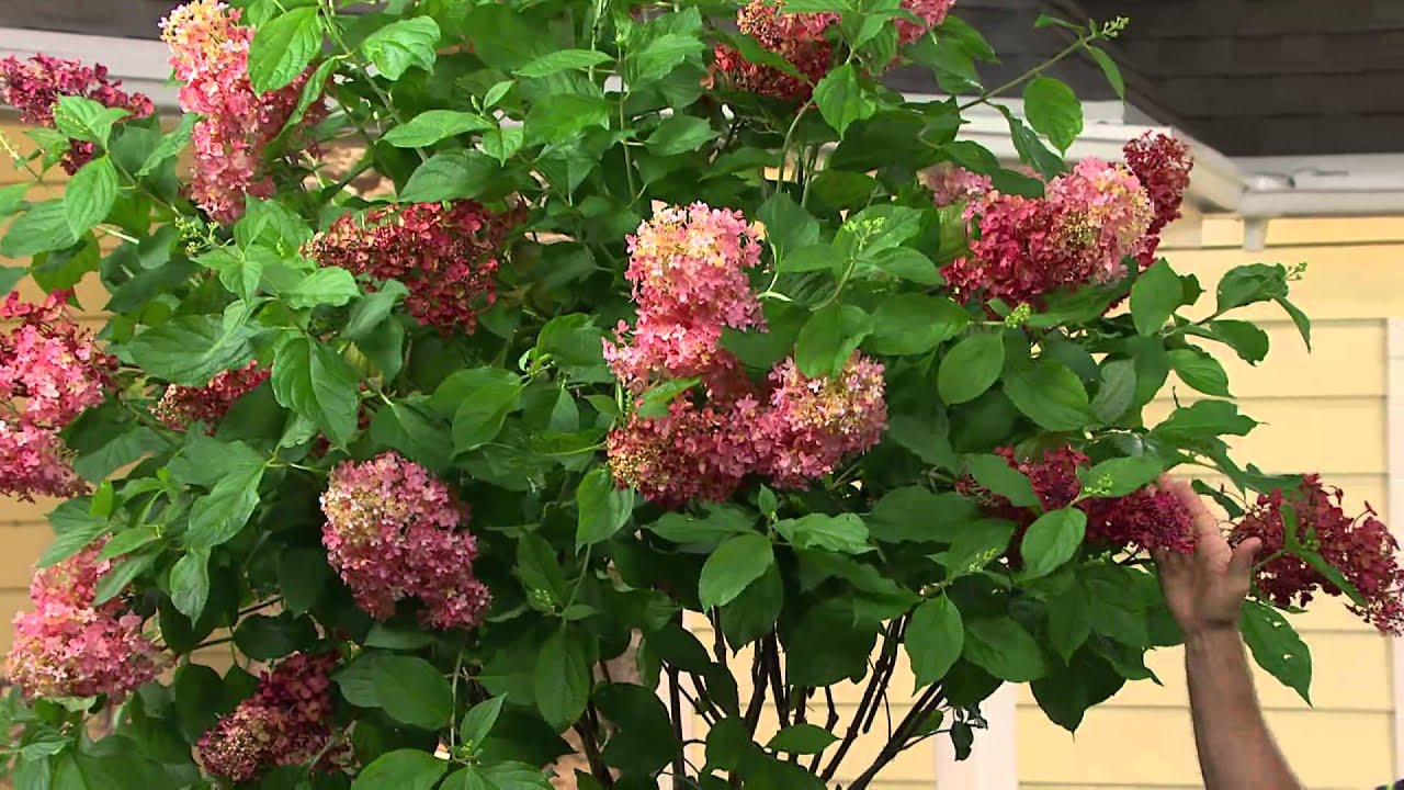 Cottage Farms Quickfire Tree Hydrangea with Dan Hughes