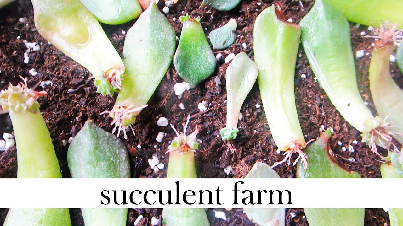 How To Propagate Succulents Like A BOSS!