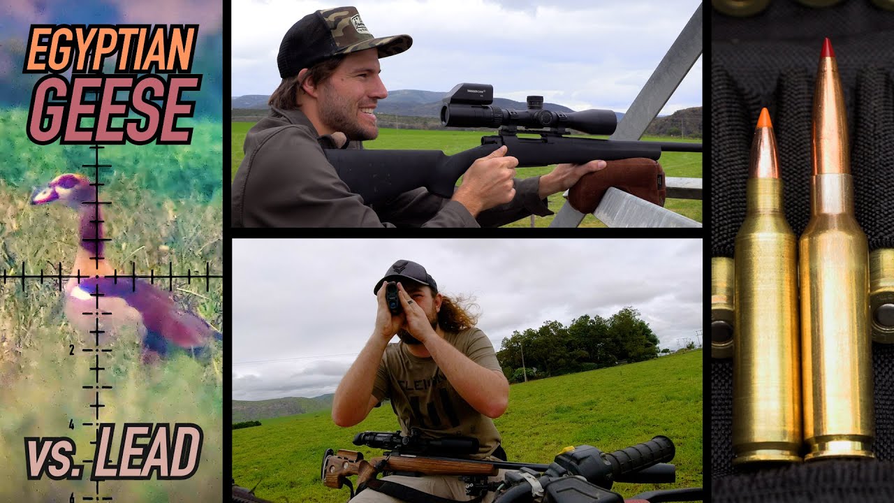 Dairy Farm with a Goose Problem gets LIBERATED! | 22-250 & 6.5 Varminting