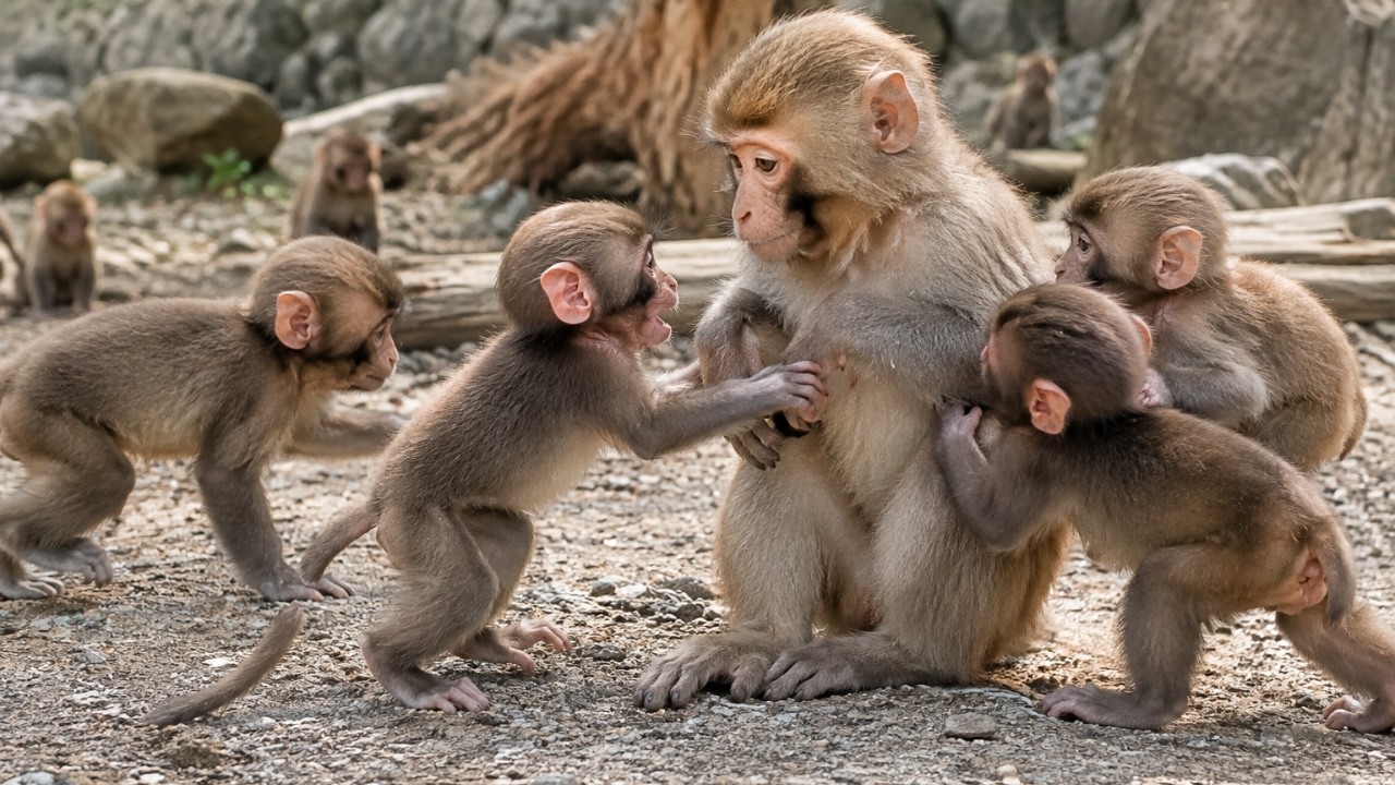 К Обезьянке Панчу Приходят Играть Малыши-Обезьянки 🐒❤️