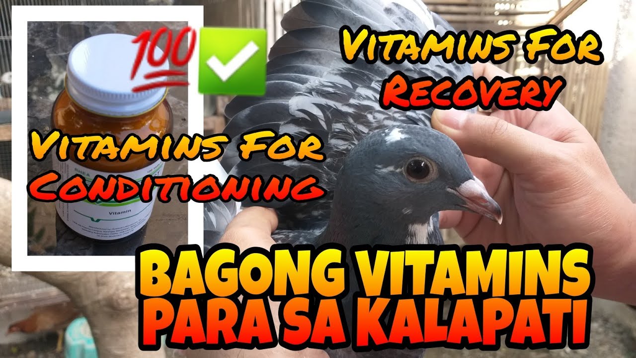 Bagong Vitamins para sa Kalapati | Vitamins for recovery and conditioning of Pigeons