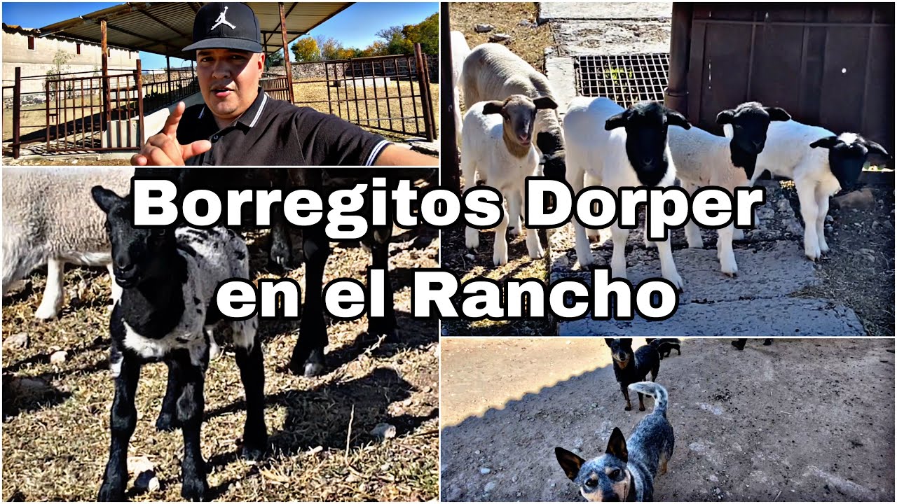 CRIANZA DE BORREGUITOS DORPER EN EL RANCHO | HIDALGO | LES PRESENTO ESTOS ANIMALITOS🐑|| Fer ROJAS