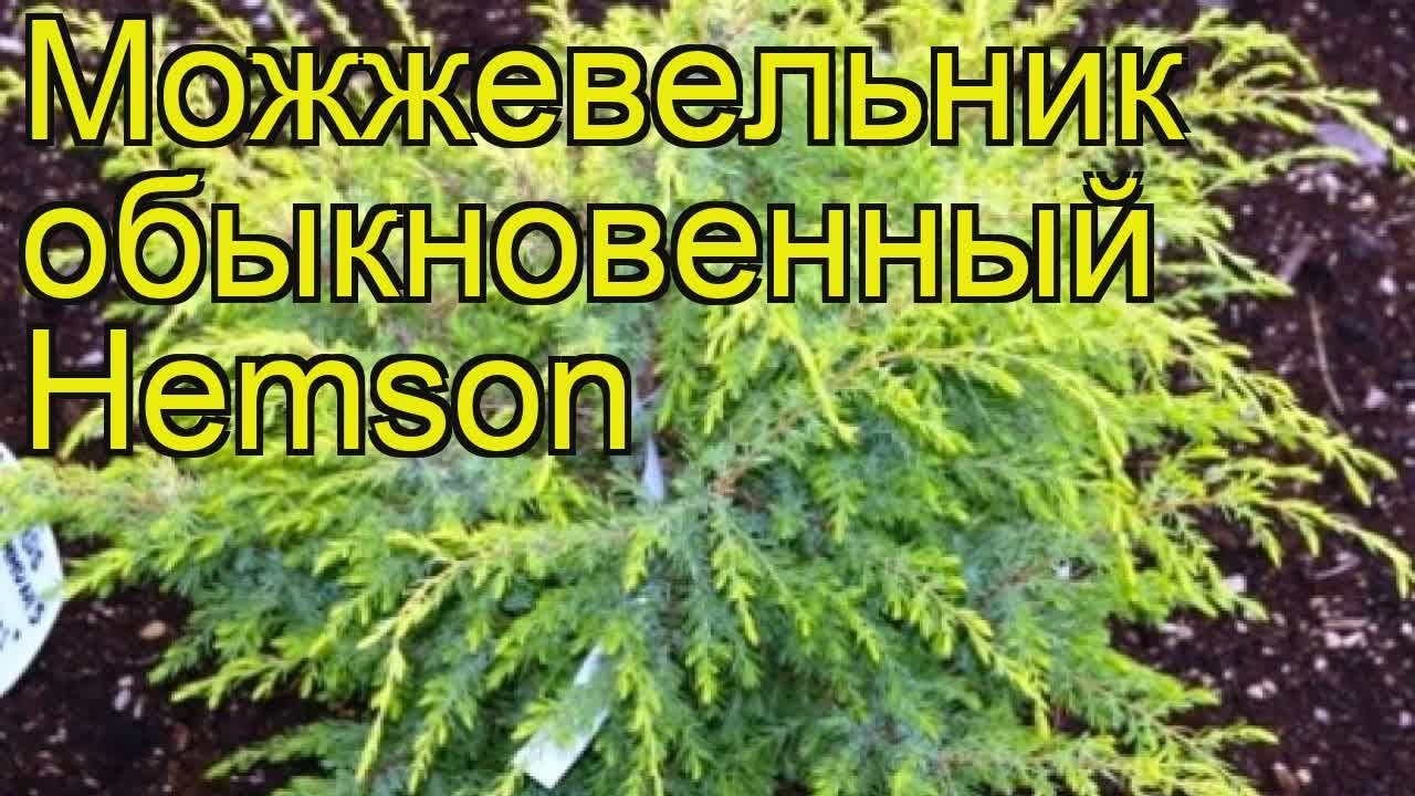 Можжевельник обыкновенный Хемсон. Краткий обзор, описание характеристик juniperus communis Hemson