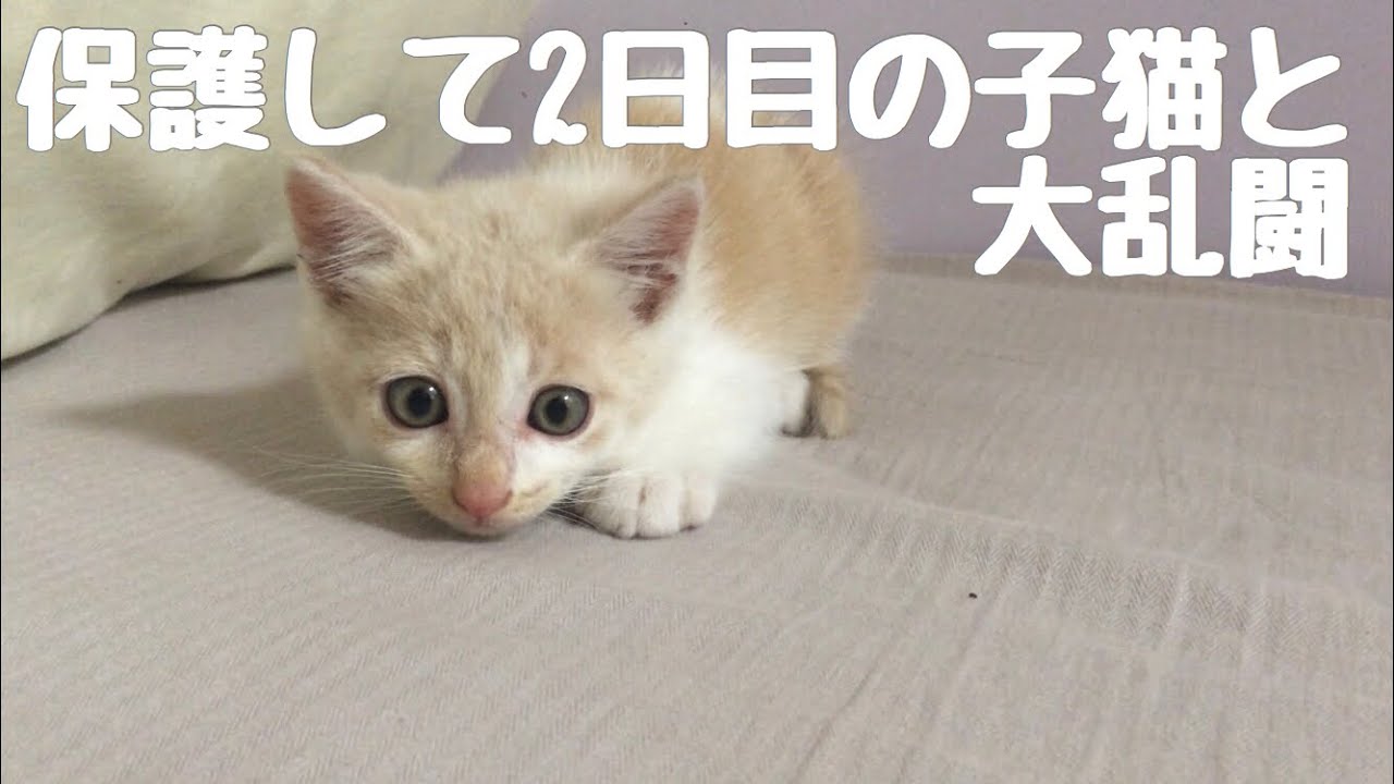 【保護猫】エンジンルームにいた子猫を保護した。 #２日目