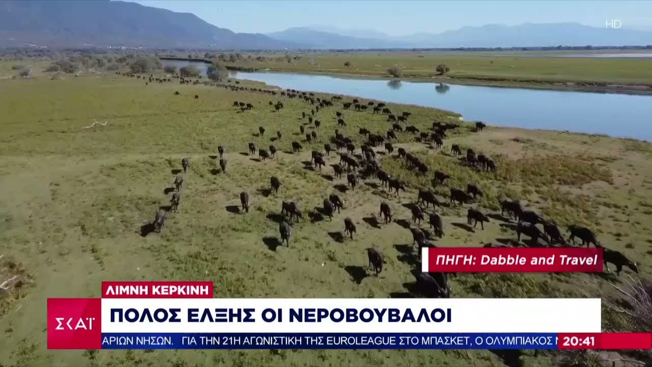 Λίμνη Κερκίνη: Πόλος έλξης οι νεροβούβαλοι | Ειδήσεις Βραδινό Δελτίο | 28/01/2023