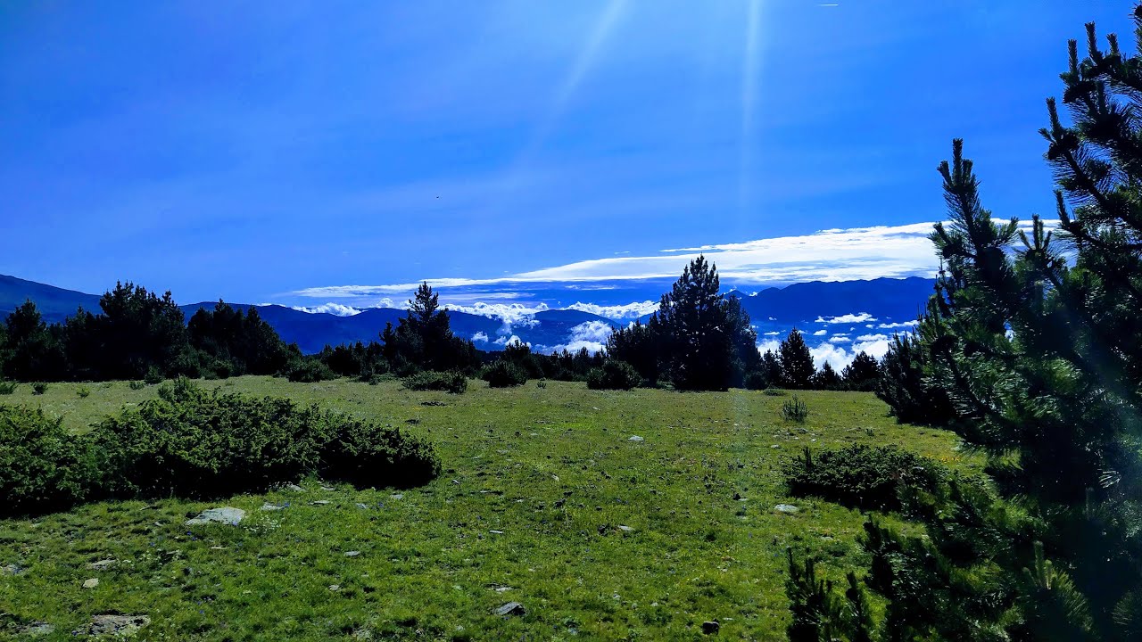 Julio 2021(1) Pinicolas a 2100m Aereus a 450m.