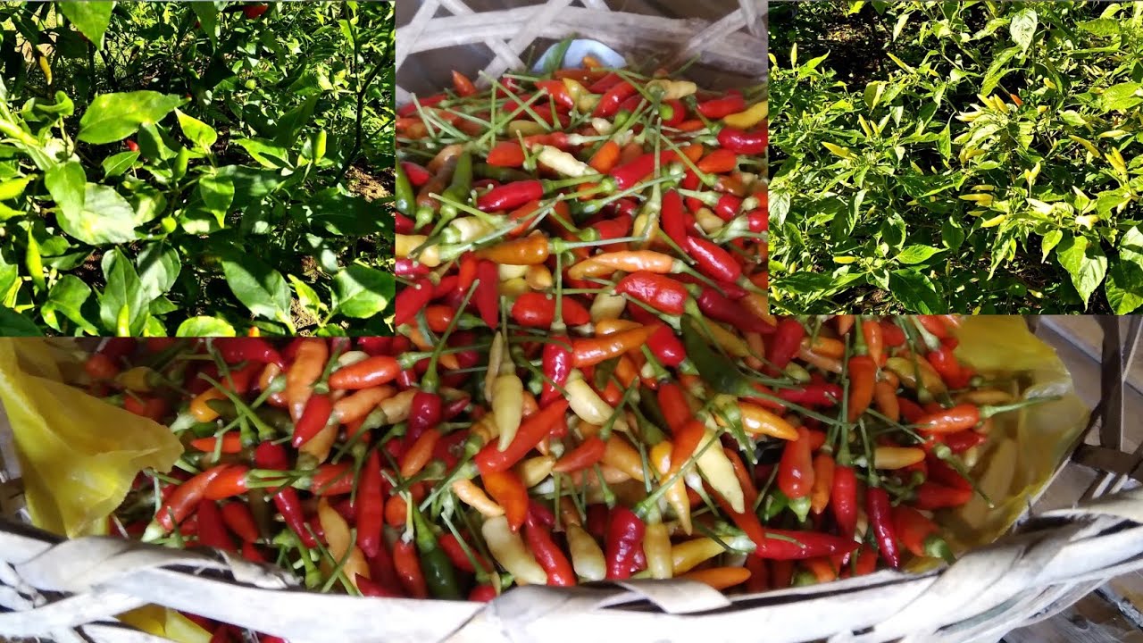 Sili farming local chillies.