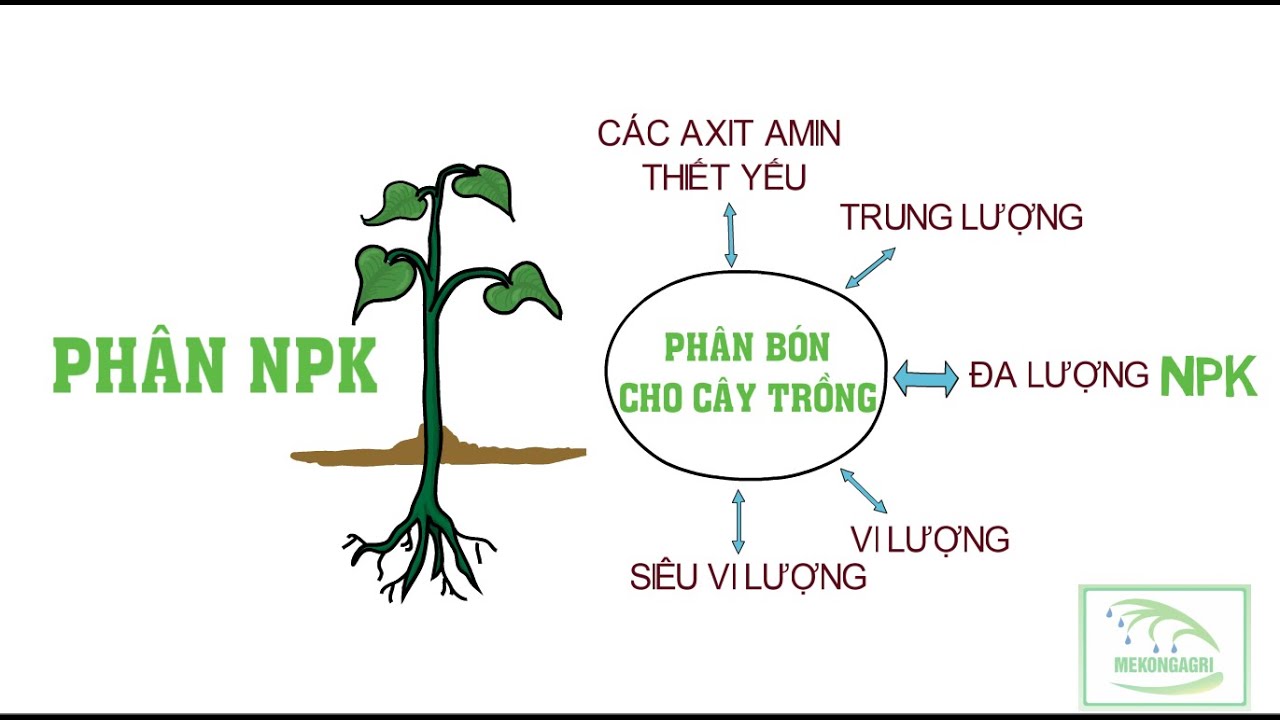 NÔNG DÂN CẦN BIẾT - PHÂN BÓN NPK VÀ HƯỚNG DẪN LỰA CHỌN CÔNG THỨC PHÂN PHÙ HỢP CHO CÂY