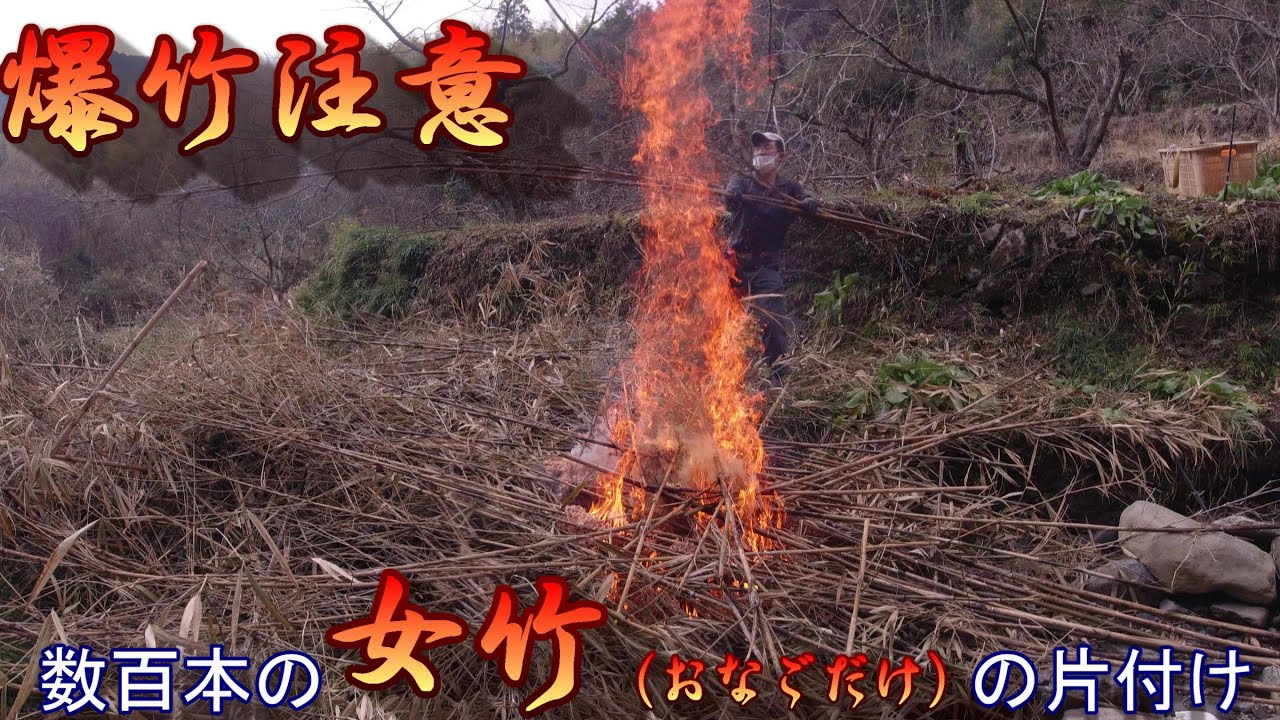 【爆竹注意　数百本の女竹（おなごたけ）の片付け】（放置竹・栗枝焼却）