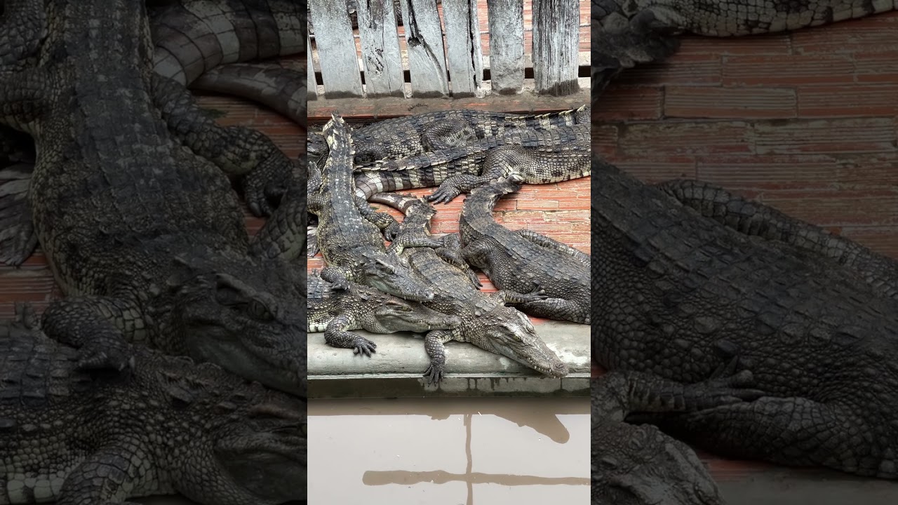 Crocodile wait food 🐊 #shortvideo #explore168 #shorts #crocodile #wildlife #animals P253