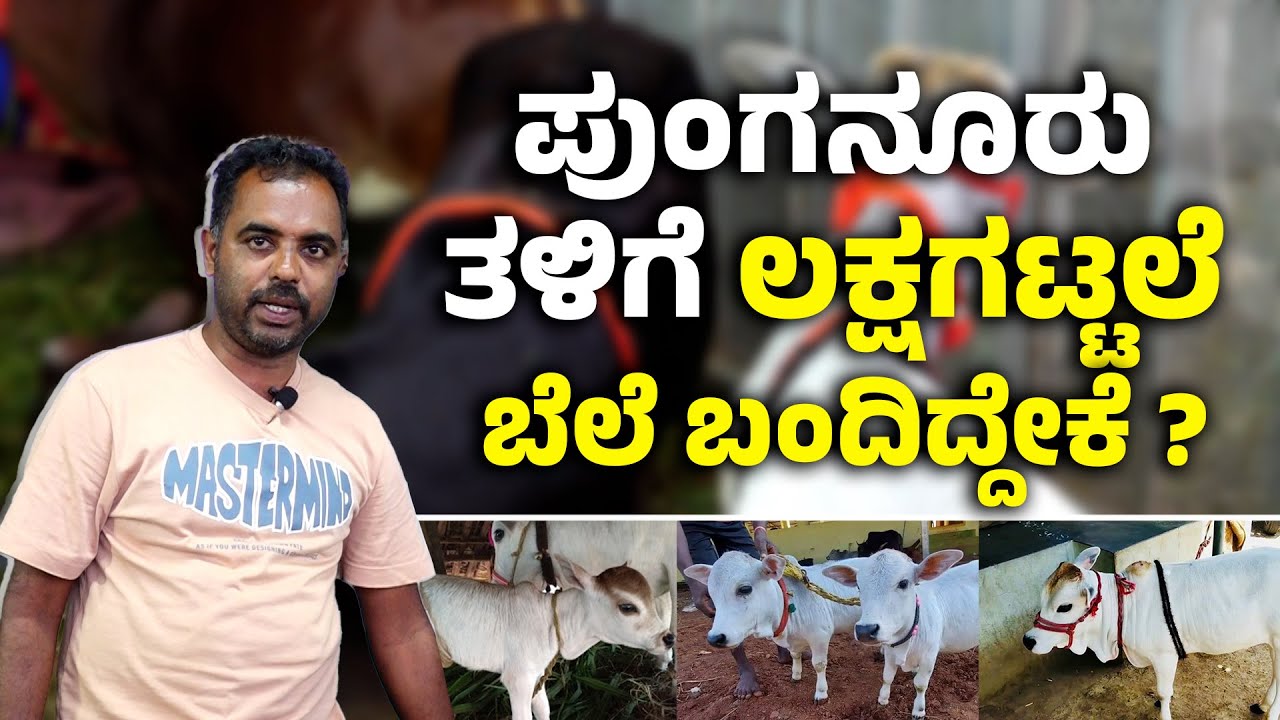 ಪುಂಗನೂರು ತಳಿಯ ಹಾಲು ಯಾವೆಲ್ಲ ಕಾಯಿಲೆಗಳನ್ನು ಗುಣಪಡಿಸುತ್ತದೆ ? | Punganur Cow  | Udayavani