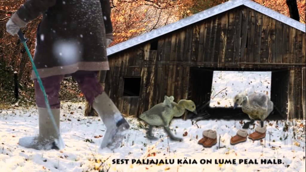 Hanepojad - Lumi tuli maha ja valgeks l&auml;ks maa (s&otilde;nadega)