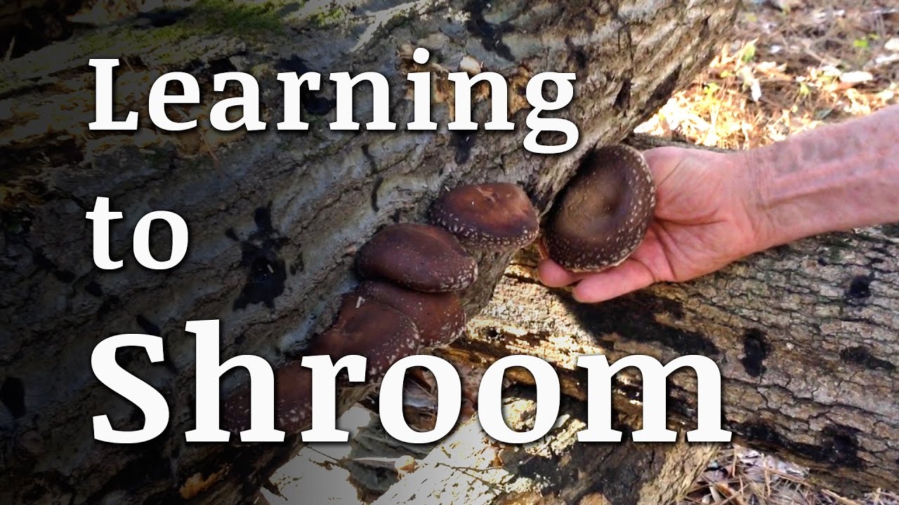 Learning to Grow Shiitake Mushrooms with SandyCreek Farm