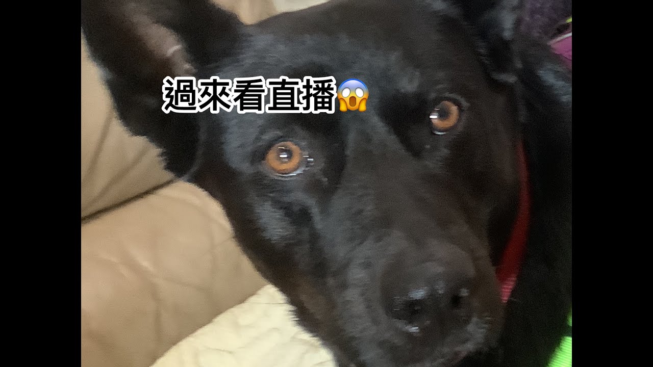 徵求一位超然夥伴（？#蛋仔派對