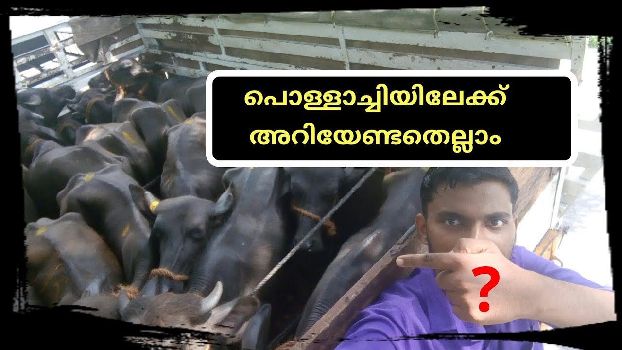 പോത്തിനെ വാങ്ങാൻ പൊള്ളാച്ചിയിലേക്ക്|murah Buffalo |pollachi cattle market|animal market