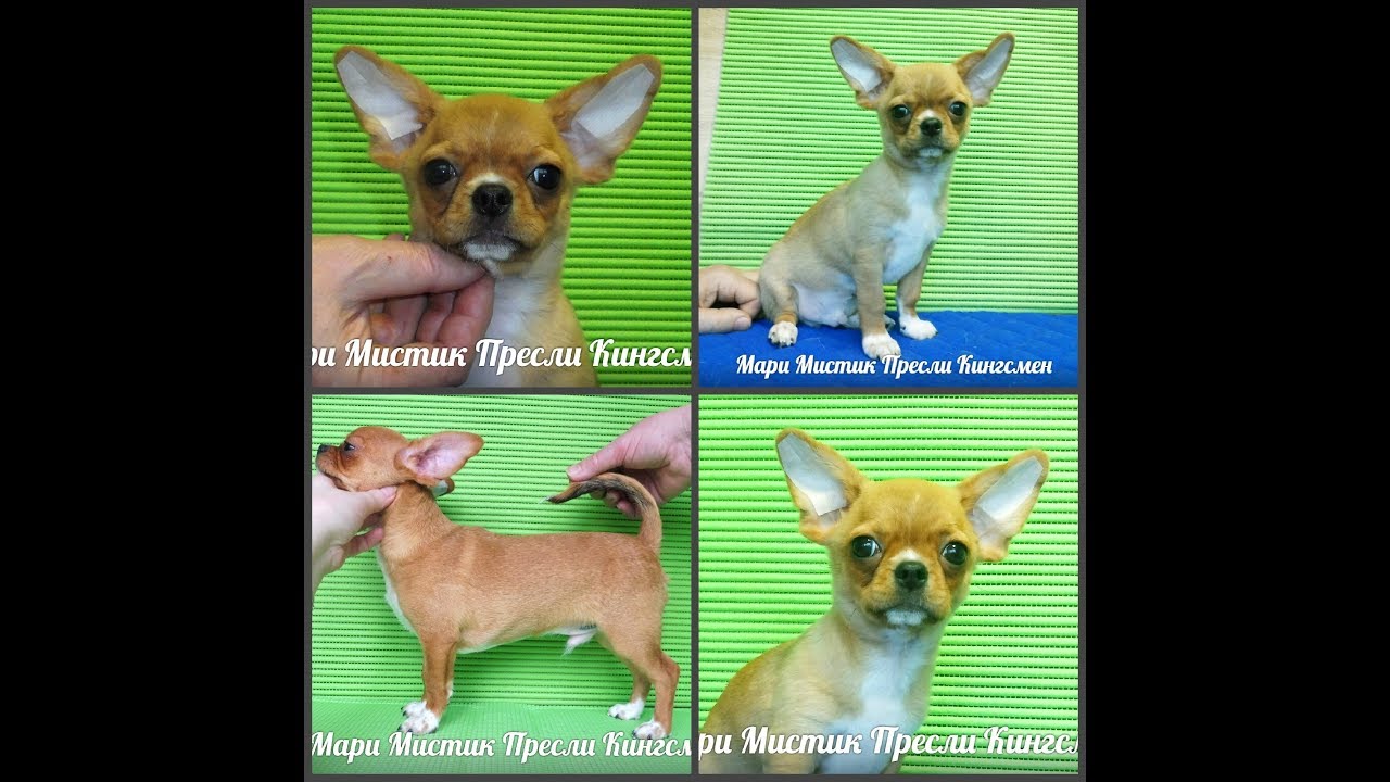 МАРИ МИСТИК ПРЕСЛИ КИНГСМЕН - ВОЗРАСТ 4,5 МЕС 