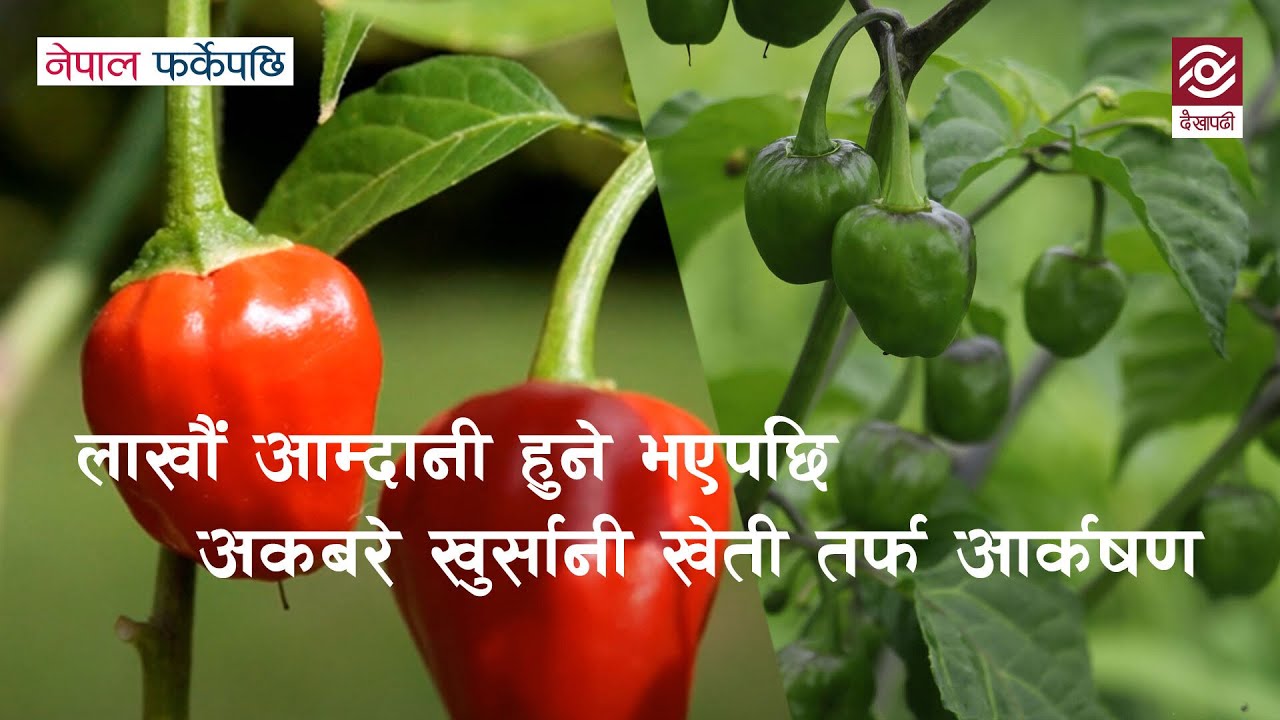 लाखौं आम्दानी हुने भएपछि अकबरे खुर्सानीमा खेती आर्कषण Akbare Khursani | Nepal Farkeypachi Episode 9
