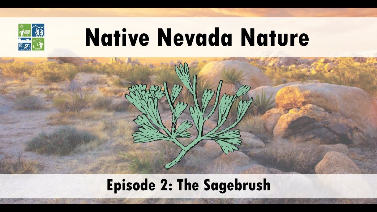 Native Nevada Nature Ep 2: The Sagebrush