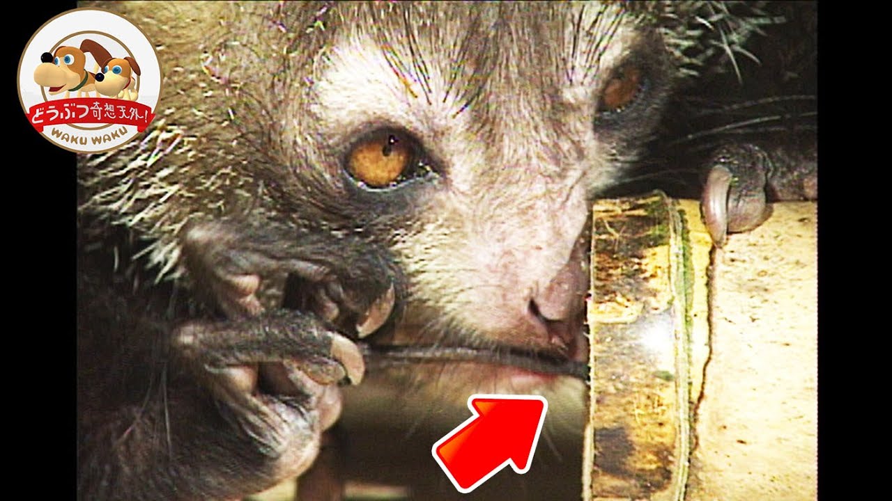 【キモカワ猿】アイアイの狩りが衝撃的！1本だけ長ーい中指でミルワームを食べまくる【どうぶつ奇想天外／WAKUWAKU】