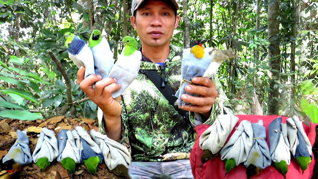 MEMIKAT BURUNG CUCAK IJO MENGGUNAKAN MP3 POIN MELIMPAH DI SPOT TAK TERDUGA