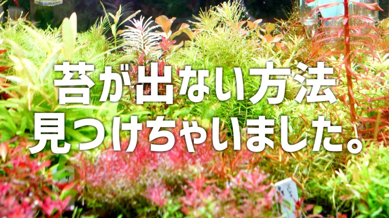 偶然コケが出ない立ち上げ方法を発見したので教えます。#637【アクアリウム】