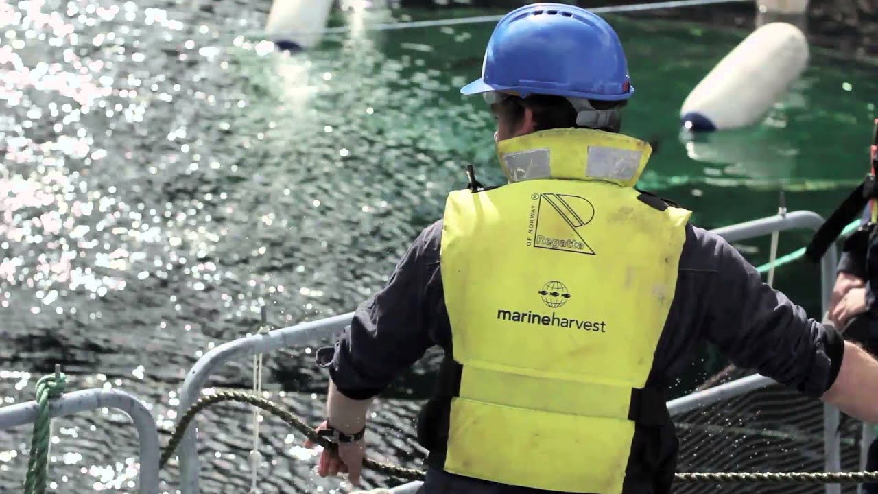 Sterling White Halibut - visit to the fish farm in Hjelmeland