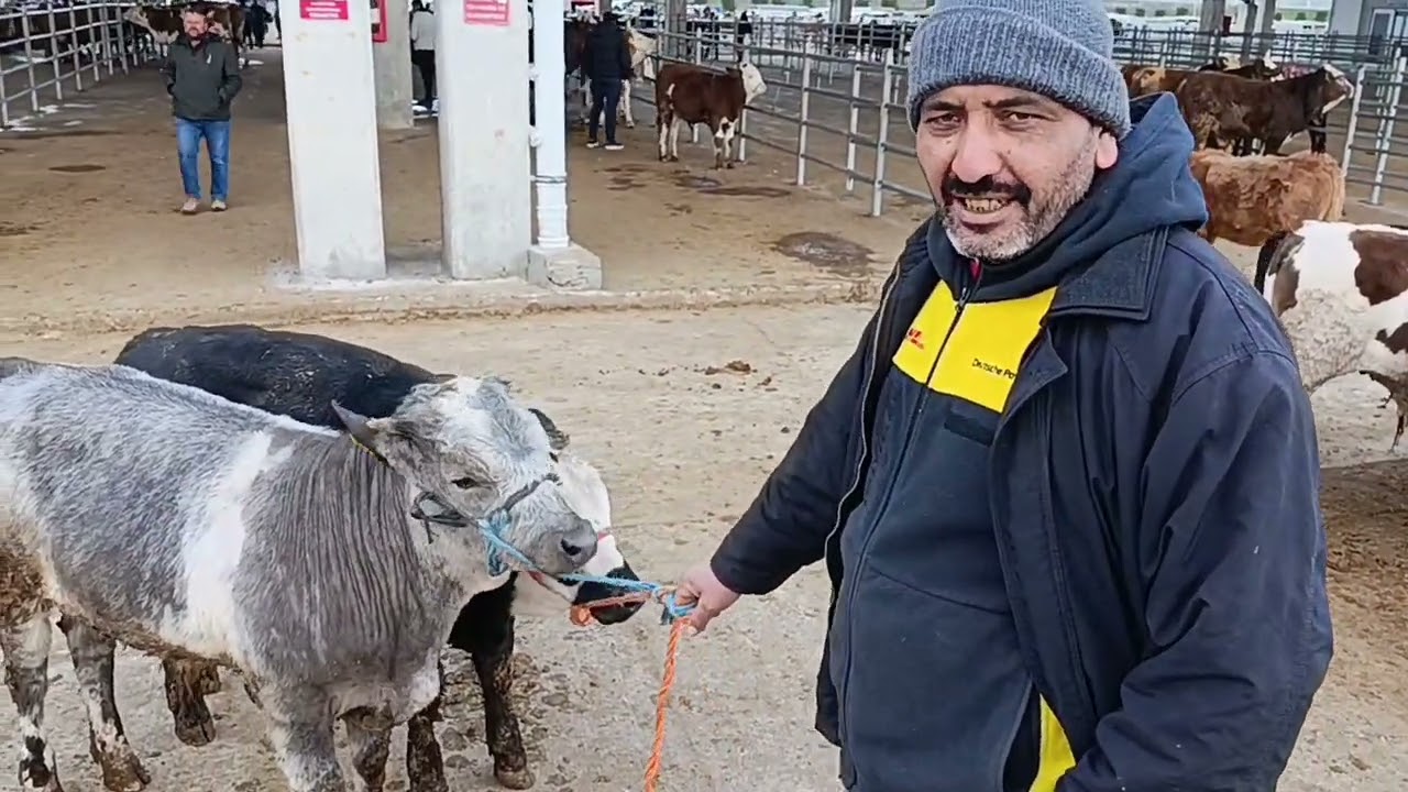 09 Mart 2026 Pazartesi ÇORUM CANLI HAYVAN PAZARI .!!! 2. bölüm #Camız #Tosun #Düve #İnek #Kuzu#Koyun