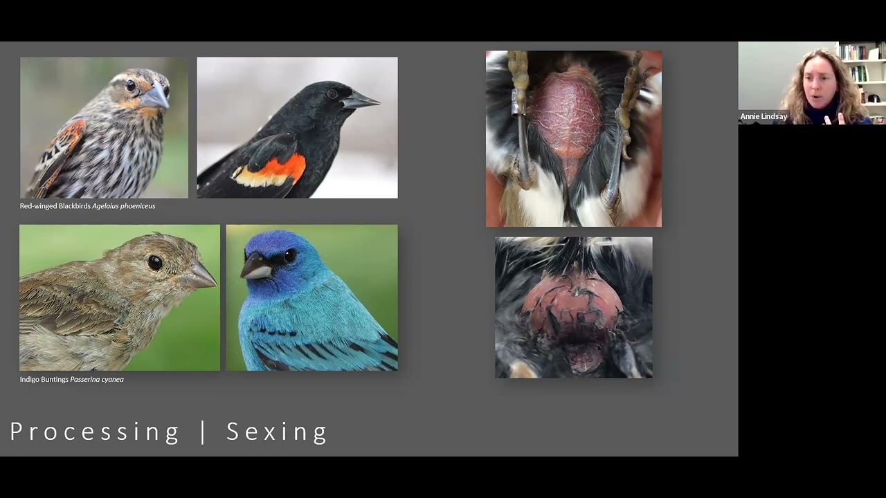 Sixty Years and Counting - The Past, Present, and Future of Avian Research at Powdermill