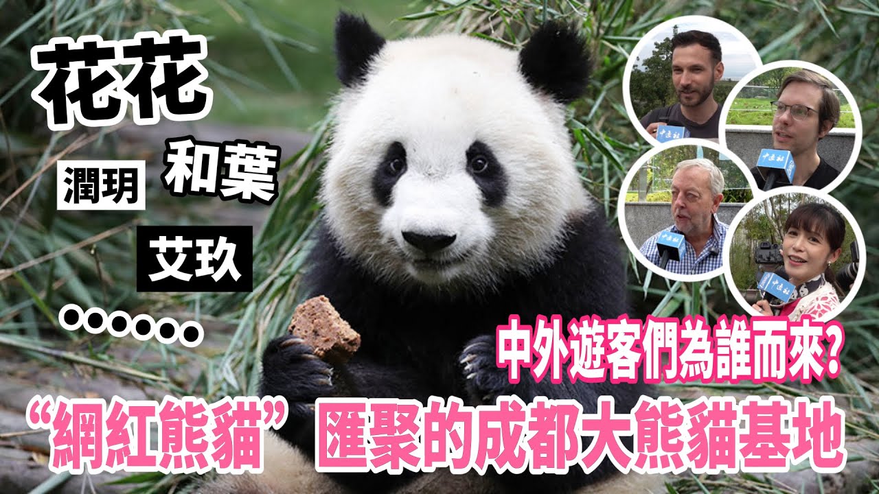 “網紅熊貓”匯聚的成都大熊貓基地　中外遊客們為誰而來？