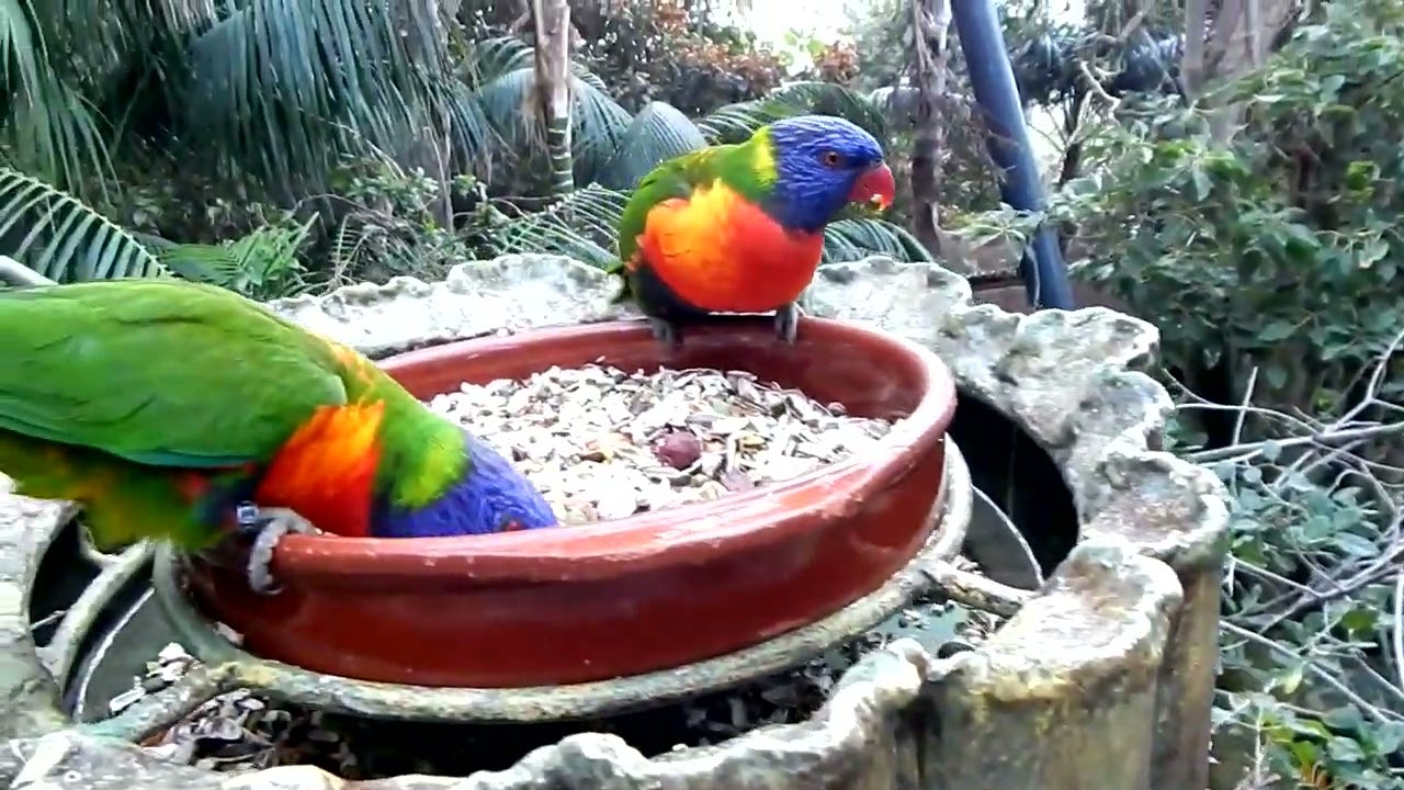 Tenerifa.Loro Park.Woliera dla papug Amazonia.1 01 26 r.Тенерифе. Лоро Парк.Вольер Амазония. 1 01 26