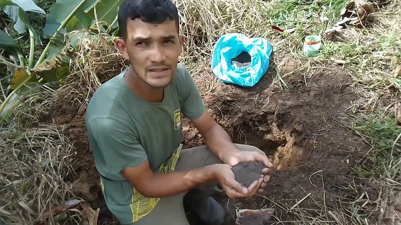 Como plantar banana do jeito certo !