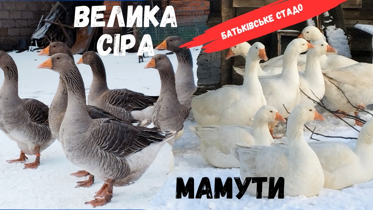 Велика сіра, мамут | Вага батьківського поголів'я гусей