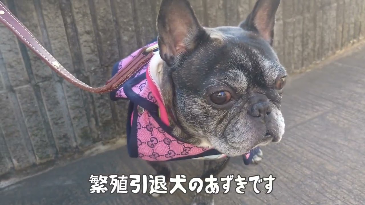 【多種多頭飼い】新しい家族が増えました!