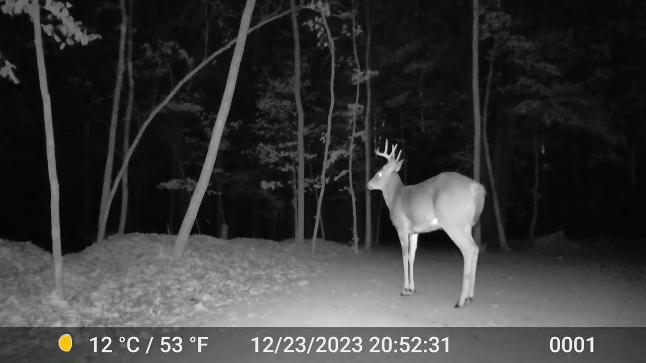 The Buck 74